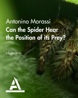 Locandina Can the spider hear the position of the prey?